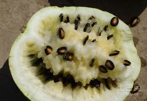 生酮吃籽瓜,健康美味两不误的神奇瓜果