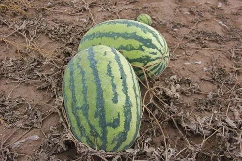 吃瓜小邱,揭秘娱乐圈那些不为人知的幕后故事