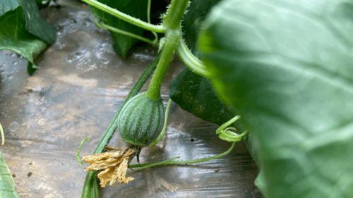 倩儿吃瓜,揭秘娱乐圈幕后故事