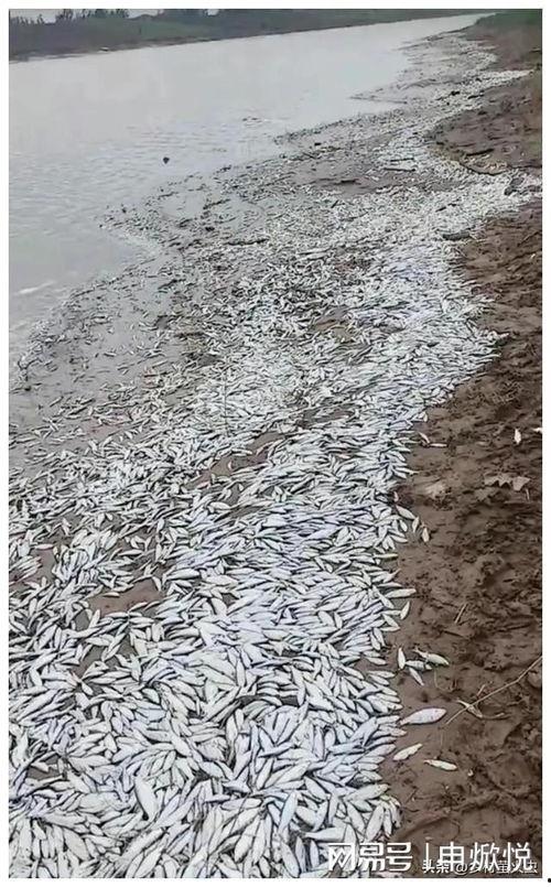 死鱼吃瓜,揭秘奇特的海洋生物现象