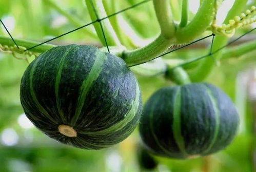 顾盼大白在吃瓜,瓜田里的美食探险记