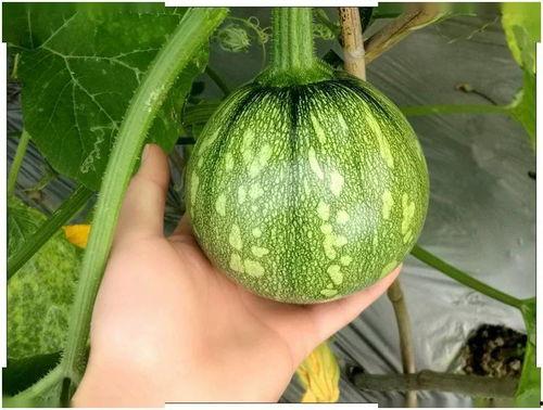 浙江灵溪吃瓜,探寻夏日吃瓜的清凉秘境