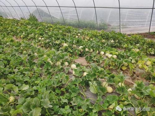 陈某卉吃瓜网站,吃瓜网站背后的故事与影响