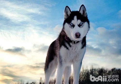 哈士奇吃小瓜好么视频,萌态十足引网友热议