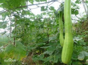 砍瓜可以吃吗,美味与营养并存的神奇食材