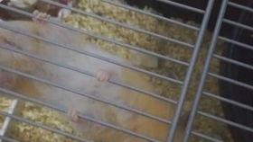 金丝熊吃土瓜,土瓜新宠的诞生