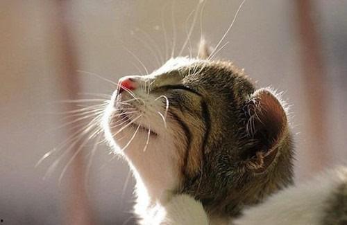 猫吃方瓜,方瓜成为猫咪新宠