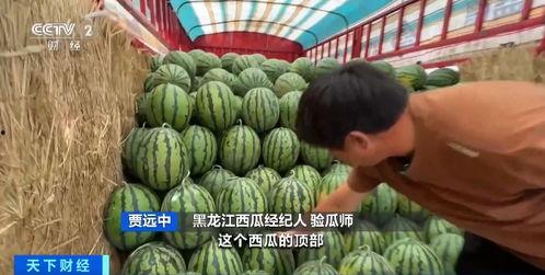 自由基地吃瓜小组